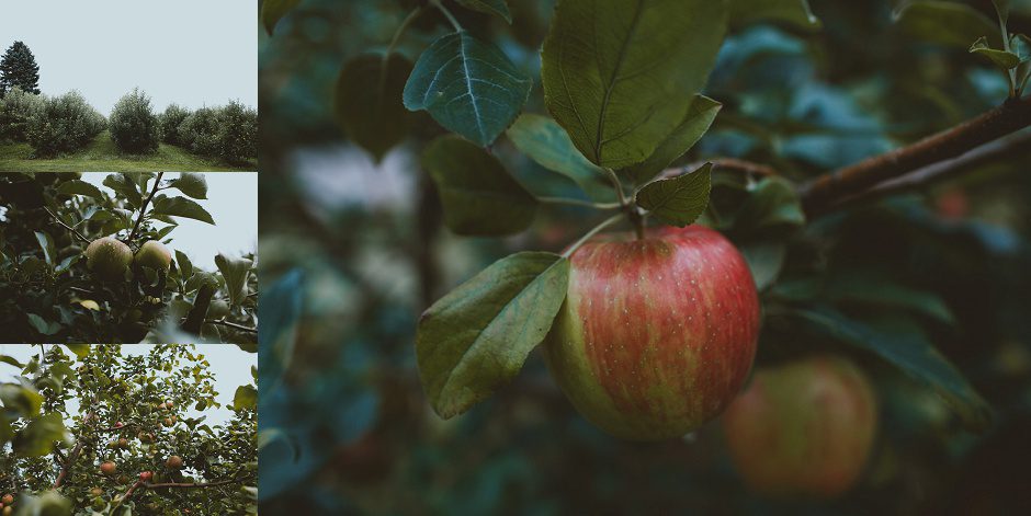 crane orchards wedding 177