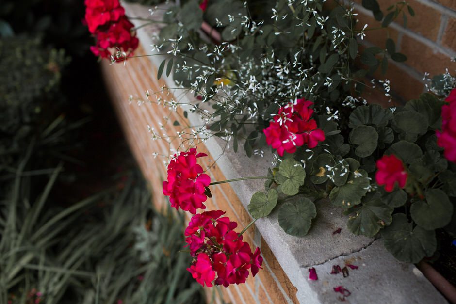 intimate-backyard-wedding-michigan02