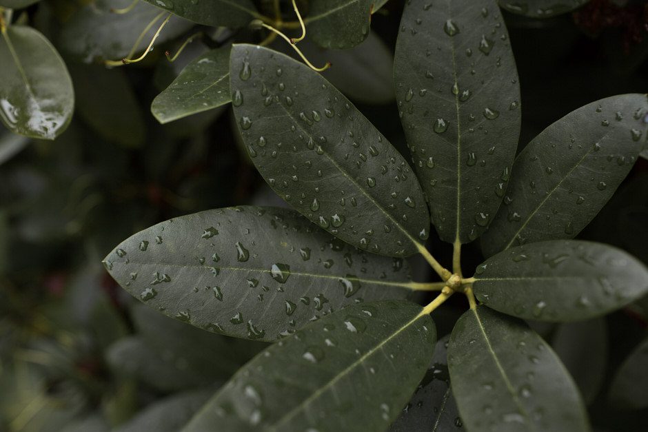 intimate-backyard-wedding-michigan04