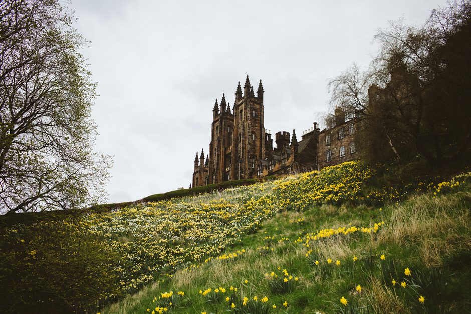 daffodils in Scotland castle