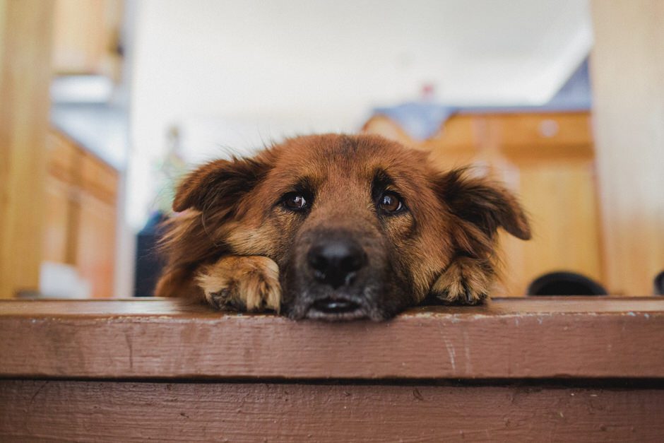 sad looking dog