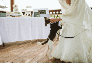 dog at wedding