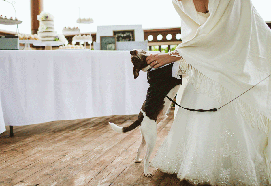 dog at wedding